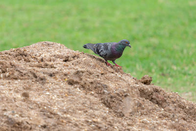 Close-up of bird perching on rock