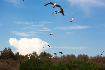 Birds flying against sky