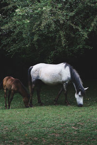 Family horses eating in new forest