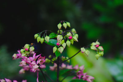 Close-up of pink flowering plant