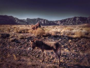 Donkeys on landscape against sky