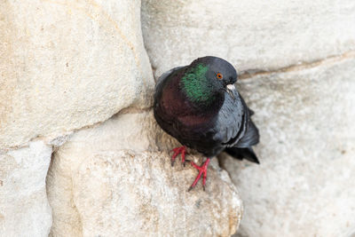 Close-up of pigeon perching on rock