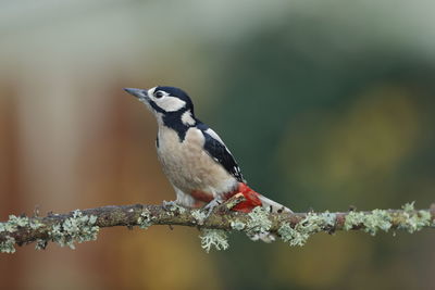 Great spotted woodpecker on a natural perch