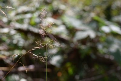 Close-up of flower growing on tree