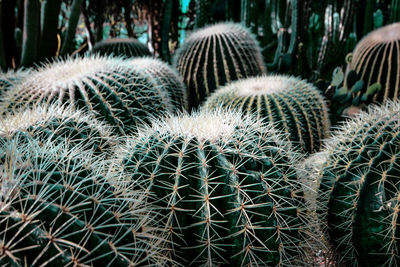 Close-up of succulent plant on field