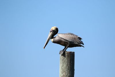 Low angle view of bird perching against clear blue sky