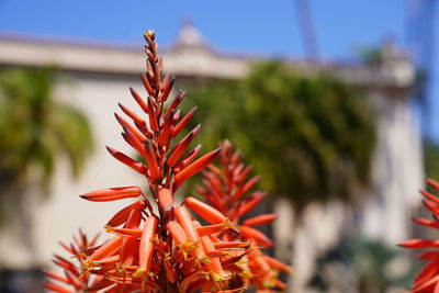 Close-up of red flowering plant