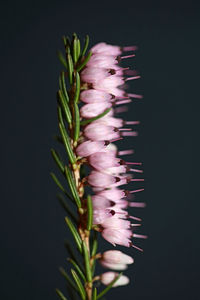 Close-up of pink flowering plant against black background