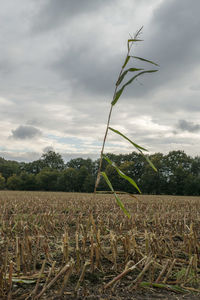Crops growing on field against sky