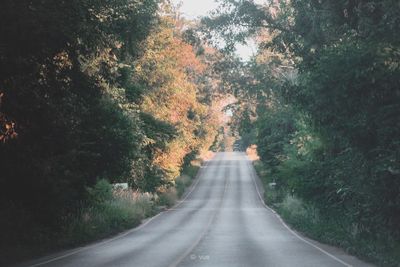 Road amidst trees in forest