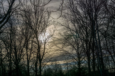 Low angle view of silhouette bare trees against sky