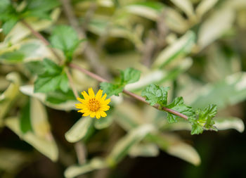 Close-up of yellow flowering plant