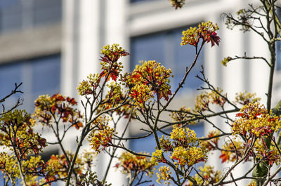 Low angle view of flowering plant against building