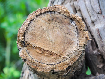 Close-up of tree stump
