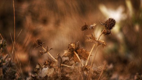 Close-up of wilted plant on field