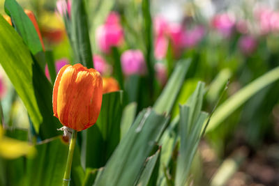 Close-up of flowering plant on field