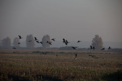 Beautiful flock of migratory goose during the sunrise near the swamp in misty morning. 