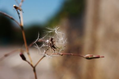 Close-up of wilted plant