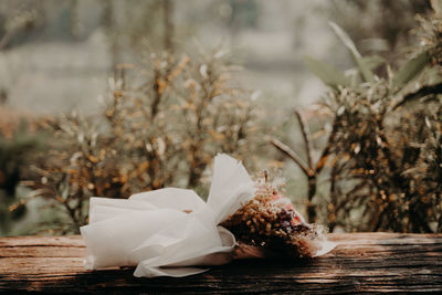 Close-up of white flowers on table