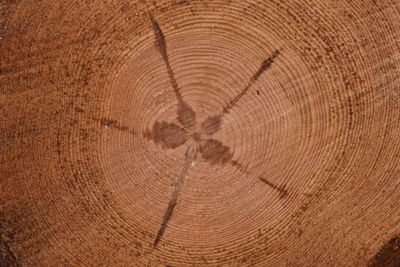 Full frame shot of tree stump