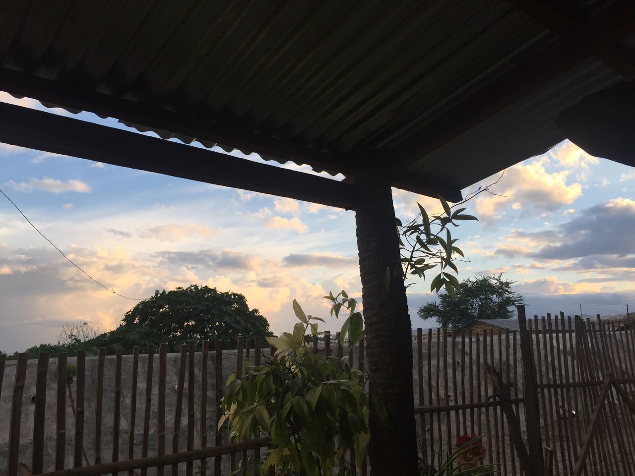 LOW ANGLE VIEW OF PLANTS AGAINST SKY