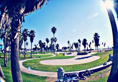 Palm trees in park
