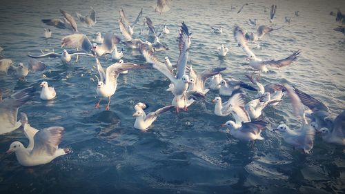 Flock of birds swimming in water