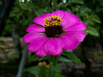 Close-up of purple coneflower blooming outdoors