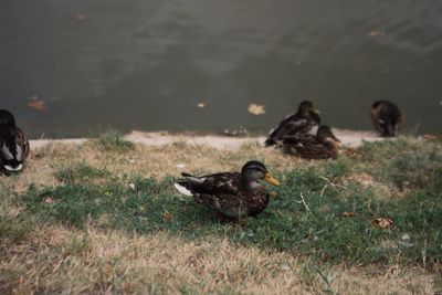 Birds on grassy field