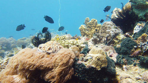 Fish swimming in sea
