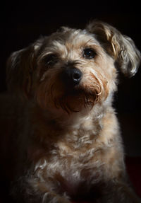 Close-up of dog against black background