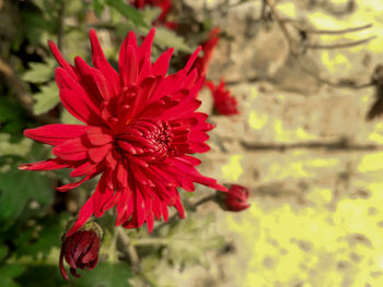 Close-up of red flower