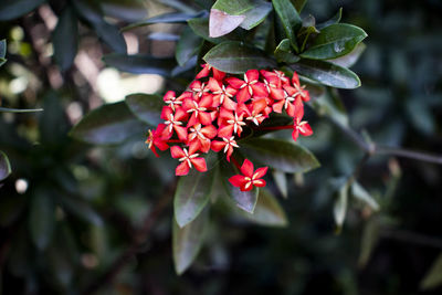 Close-up of red flowering plant