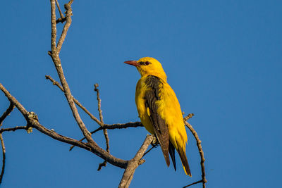 Low angle view of bird perching on branch against clear blue sky