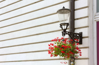 Low angle view of flower pot on plant by wall