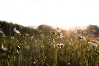 Close-up of flowering plants on field against sky