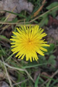 Close-up of yellow flower