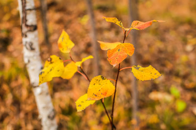 Close-up of yellow autumn leaves