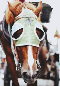 Close-up portrait of a horse