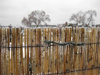 Close-up of snow on plants against sky