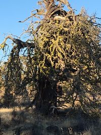 Low angle view of tree against sky