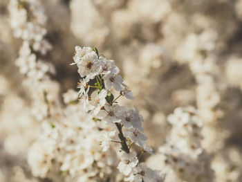 White blossom on plum tree in springtime close up selective focus