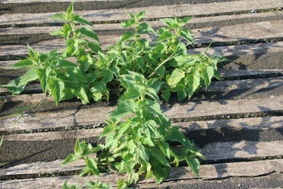 High angle view of fresh green plant