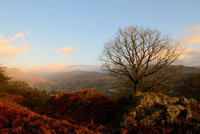 Bare tree on mountain against sky during sunset