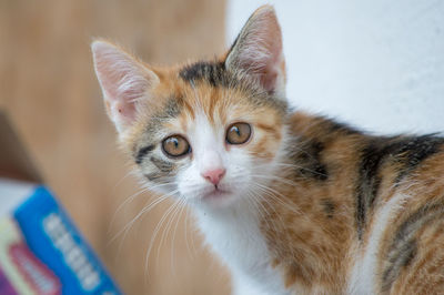 Close-up portrait of ginger cat