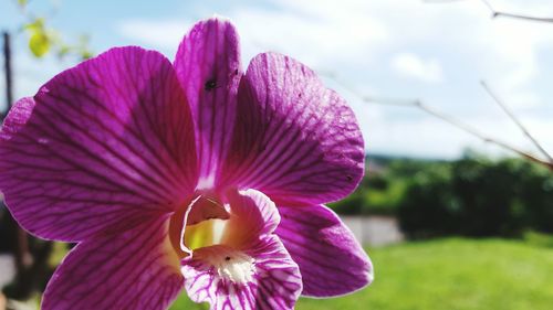 Close-up of purple flower blooming outdoors