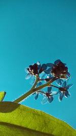 Low angle view of flowers against blue sky