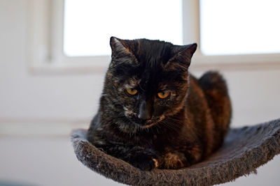Close-up portrait of a cat