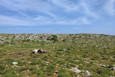 Cows grazing on field against sky