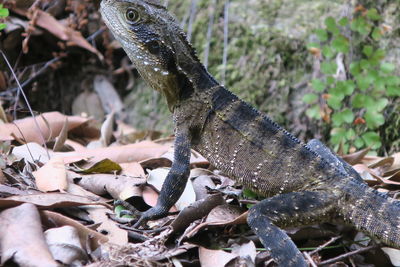 Close-up of a lizard on tree